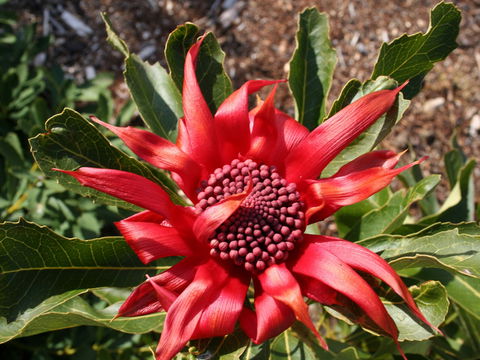 Inverawe Native Gardens - Accommodation Broome 0