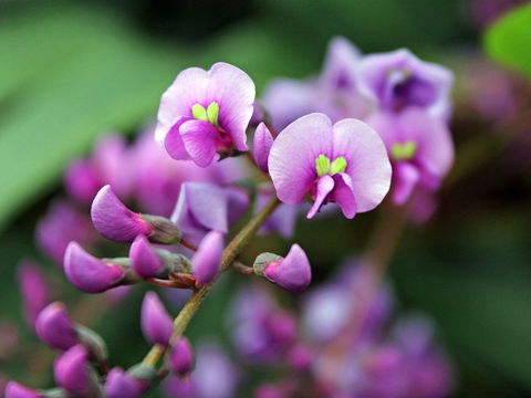 Inverawe Native Gardens - Accommodation Broome 2