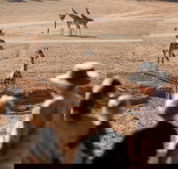 Monarto Safari Park - Accommodation Broome
