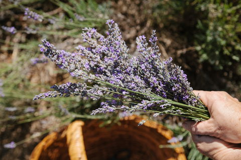 Nannup Lavender Farm - Accommodation Broome 2