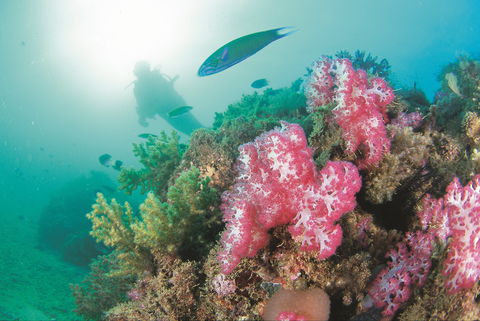 Ningaloo Marine Park - Accommodation Broome 2