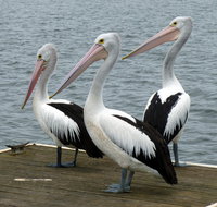 Pelican Feeding - Accommodation Broome