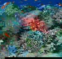 Steve's Bommie Dive Site - Accommodation Broome