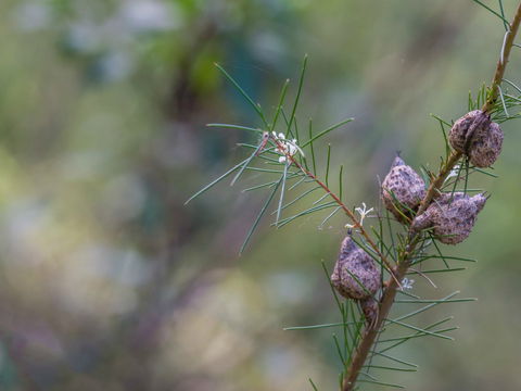 Wallumatta Loop Trail - Accommodation Broome 0