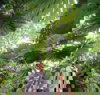 Wet Tropics Rainforest - Accommodation Broome