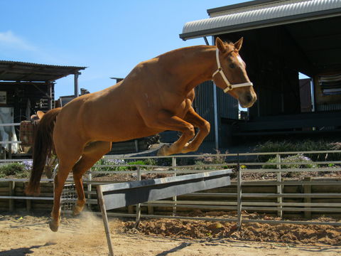 Boggy Creek Show - Accommodation Broome 1
