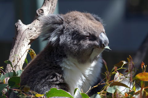 Gorge Wildlife Park - Accommodation Broome 0
