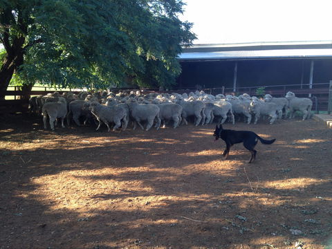 Kuriong Sheep Station - Accommodation Broome 1