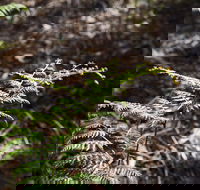Langwarrin Flora and Fauna Reserve Walking Trails - Accommodation Broome