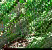 Mary Cairncross Scenic Reserve - Accommodation Broome