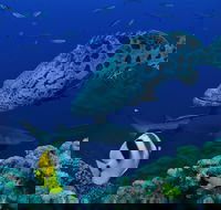 Osprey Reef - Accommodation Broome