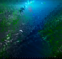 Piccaninnie Ponds Conservation Park - Accommodation Broome