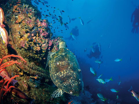SS Yongala Dive Site - Accommodation Broome 0