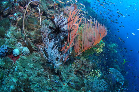 SS Yongala Dive Site - Accommodation Broome 1