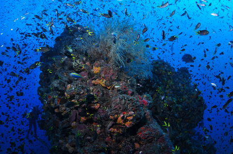 SS Yongala Dive Site - Accommodation Broome 2