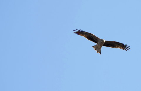 Yanga Lake Red Gum Bird Hide - Accommodation Broome 0