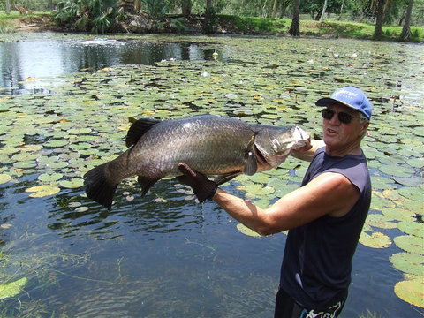 Barra Feeding - Accommodation Broome 2