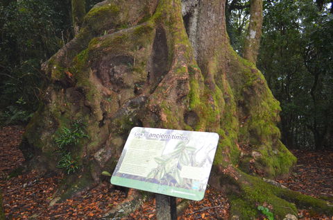 Best Of All Lookout Track, Springbrook National Park - Accommodation Broome 2