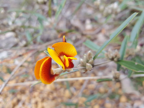 Dawn Atwell Nature Reserve - Accommodation Broome 1