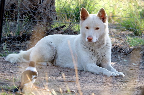 Durong Dingo Sanctuary - Accommodation Broome 0