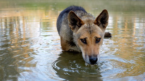 Durong Dingo Sanctuary - Accommodation Broome 1