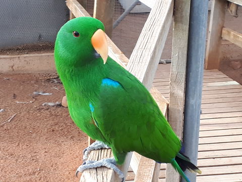 Eyre Reptile & Wildlife Park - Accommodation Broome 0