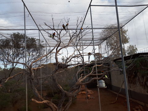 Eyre Reptile & Wildlife Park - Accommodation Broome 2