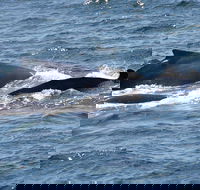 Gerringong Whale Watching Platform - Accommodation Broome