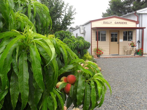 Gully Gardens - Accommodation Broome 0