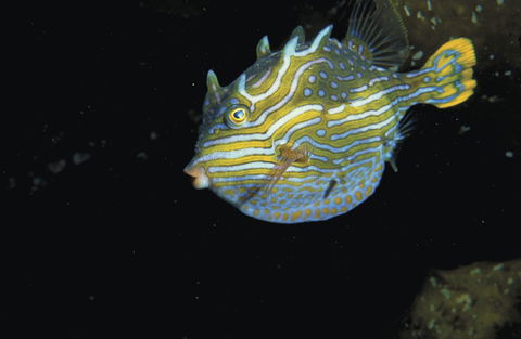 Mushroom Reef Marine Sanctuary - Accommodation Broome 0
