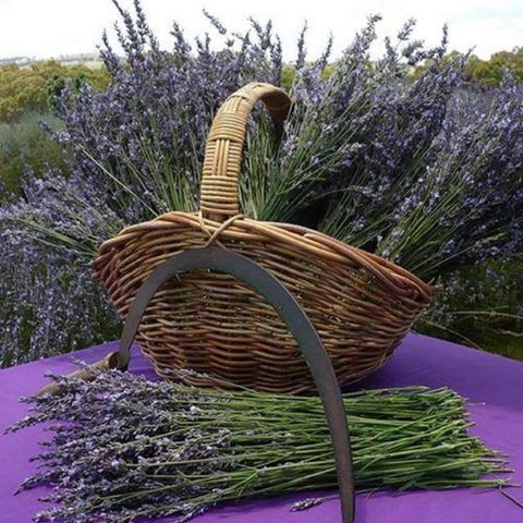 Rustique Lavender Farm - Accommodation Broome 0