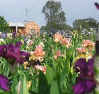 Smokin Heights Iris Display Garden - Accommodation Broome