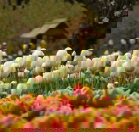 Tulip Top Gardens