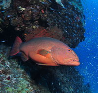 Anchor Bommie Dive Site - Accommodation Broome