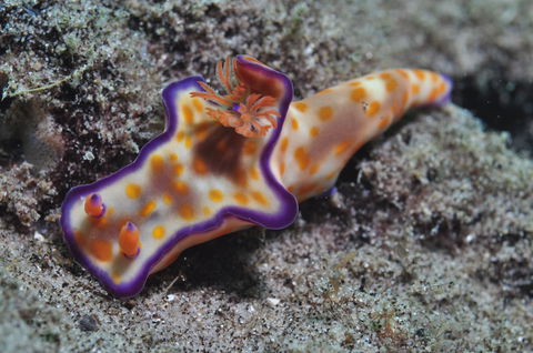 Curtin Artificial Reef Dive Site - Accommodation Broome 0