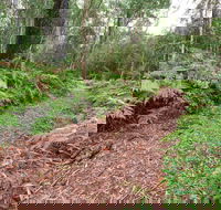 Forest Walking Track Gibraltar Range National Park - Accommodation Broome