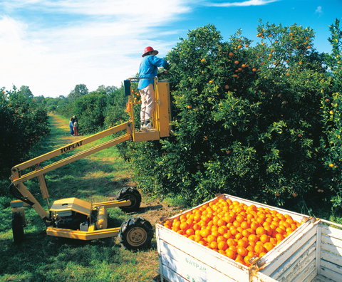 Gayndah's Big Orange - Accommodation Broome 0