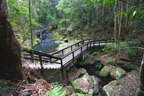 Kondalilla Falls Circuit, Kondalilla National Park - Accommodation Broome 2