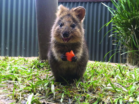 Kuranda Koala Gardens - Accommodation Broome 1