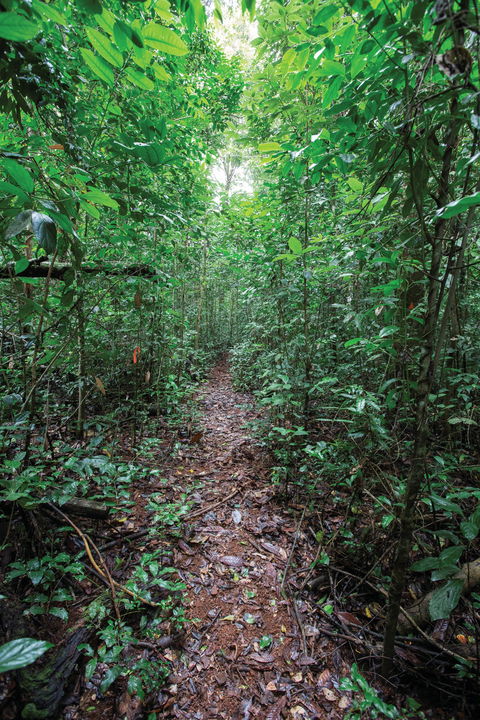 Misty Mountains Wilderness Tracks - Accommodation Broome 1