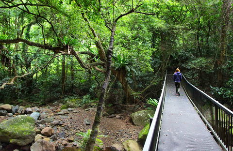 Rainforest Loop Walk, Budderoo National Park - Accommodation Broome 0