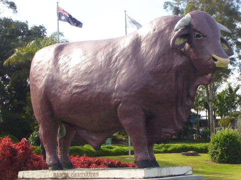 Rockhampton Bull Statues - Accommodation Broome 1