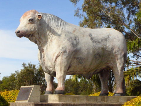 Rockhampton Bull Statues - Accommodation Broome 2