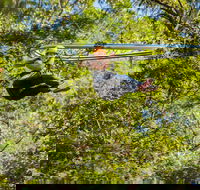 TreeTop Crazy Rider - Accommodation Broome