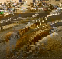 Wagga Wagga Livestock Marketing Centre - Accommodation Broome