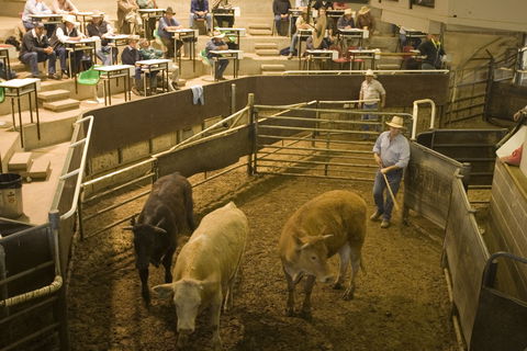 Wagga Wagga Livestock Marketing Centre - Accommodation Broome 0
