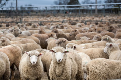 Wagga Wagga Livestock Marketing Centre - Accommodation Broome 1