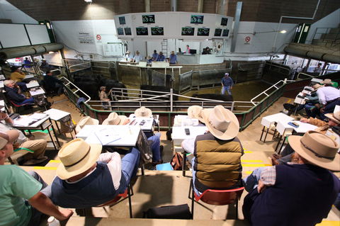 Wagga Wagga Livestock Marketing Centre - Accommodation Broome 2