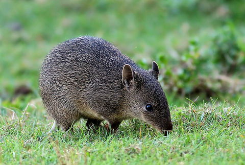 Warrawong Wildlife Sanctuary - Accommodation Broome 1