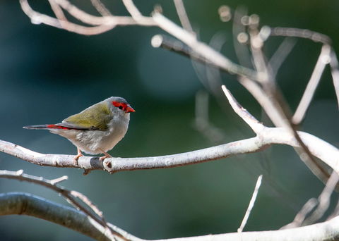 Warrawong Wildlife Sanctuary - Accommodation Broome 2